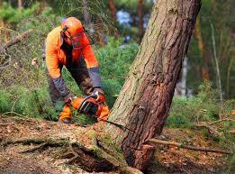 How Our Tree Care Process Works  in  Dunkirk, IN