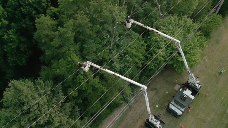 Dunkirk, IN Tree Care  Company